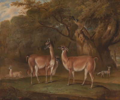 Llamas and a Fox in a Wooded Landscape by Thomas Weaver